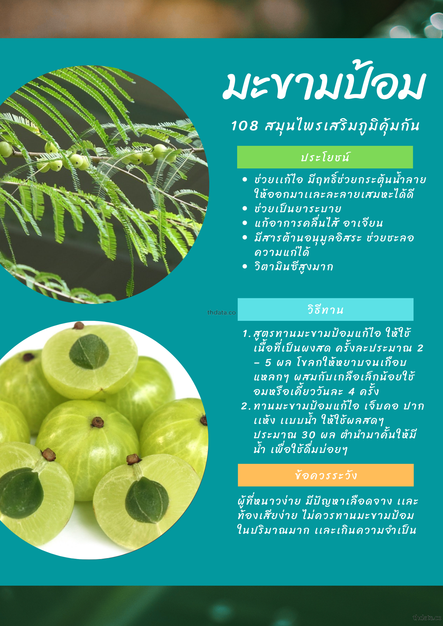 มะขามป้อม-108-สมุนไพรเสริมภูมิคุ้มกัน สมุนไพร มะขามป้อม-108-สมุนไพรเสริมภูมิคุ้มกัน สรรพคุณของมะขามป้อม-108-สมุนไพรเสริมภูมิคุ้มกัน thai-herbs.thdata.co thdata.co